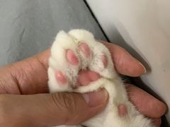 -爱诺耐芙动物医院(万博店)