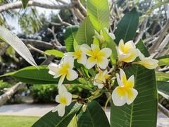 -三亚亚龙湾金棕榈度假酒店