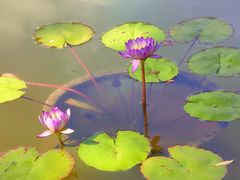 -国家植物园南园