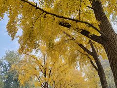 -三里屯东五街银杏大道