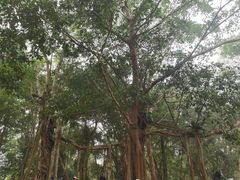 -中国科学院西双版纳热带植物园