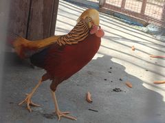 -栾川竹海野生动物园