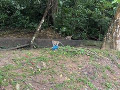 -槟城植物园