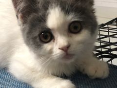-宠爱国际动物医院· 猫科· 外科·中兽医(长白店)
