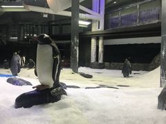 -悉尼海洋生物水族馆