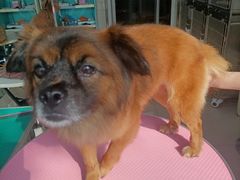 -北京观赏动物医院·24小时大型综合·猫专科·异宠专科