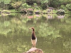 -深圳仙湖植物园