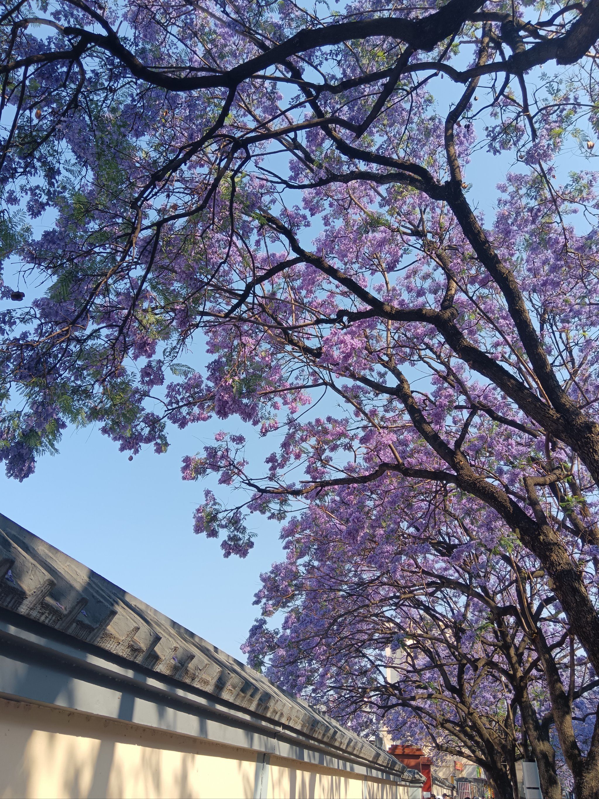 昆明蓝花楹主题公园