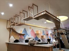 -滚猫咖啡·猫咖·猫友好撸猫(未来城店)