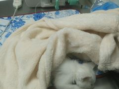 -康乐宝动物医院