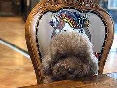 -more than meow吴止猫主题餐厅(承德 中船汇店)