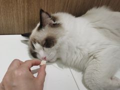 -COLOR PETS 撸猫馆·购猫·猫咖(长风大悦城店)