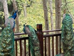 -西双版纳原始森林公园