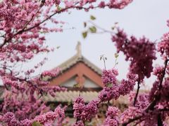 -西安青龙寺遗址景区