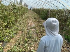 -庞各庄翠芳园西瓜蔬菜基地采摘园