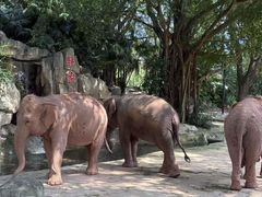 -深圳野生动物园