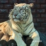 【北京遛娃宝藏地｜顺义虎乐园一站式攻略！】
