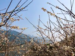 -广州市流溪河国家森林公园