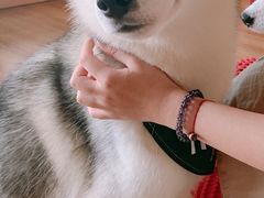 -Husky Go! 哈士奇体验馆·宠物咖啡厅狗咖