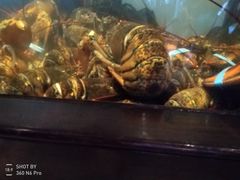 龙虾和虾组合-RED LOBSTER(中城西店)