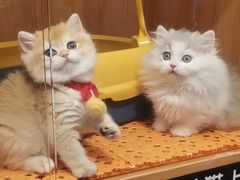 -欣宠猫屋·矮脚拿破仑·蓝金金渐层