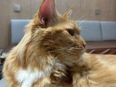 -MOCHA明星猫咖(田子坊店)