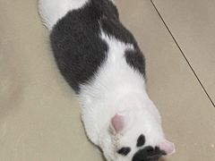 -芭比堂动物医院·24小时·眼科中心(深圳中心)
