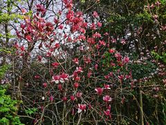 -广州市流溪河国家森林公园