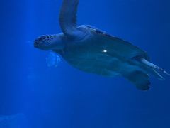 -太平洋海底世界