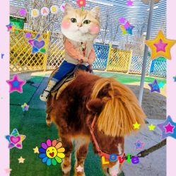 -萌宠亲子动物乐园(槐房万达店)