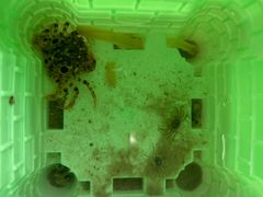 -红树林天天赶海