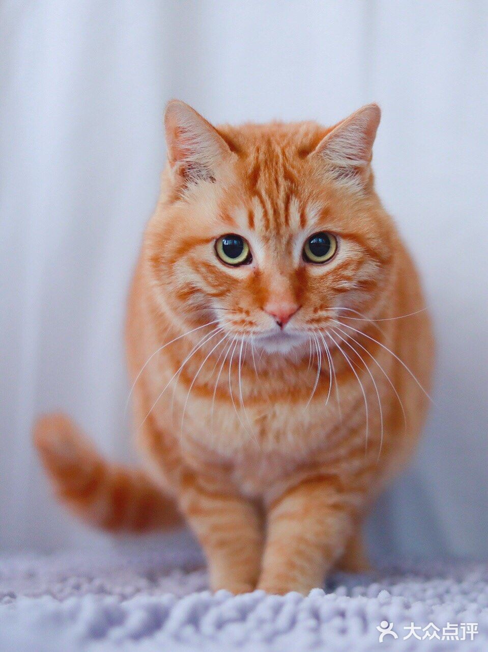 北京猫咪免费领养🐱胖大橘凰儿同学