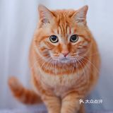 北京猫咪免费领养🐱胖大橘凰儿同学