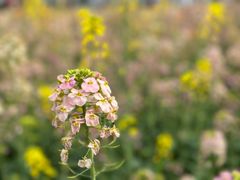 -中国天府农业博览园