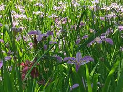 -西湖风景区-江洋畈生态公园