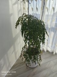 -HEYAN荷妍专业脱毛连锁机构