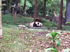 -都江堰中华大熊猫苑