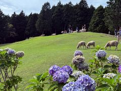 -神户市立六甲山牧场