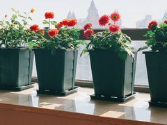 -双季花艺园艺市场(浦东店)