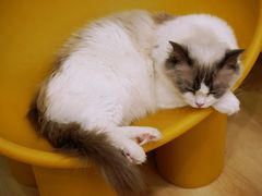 -有喵·猫咖·狗咖·30几只猫10只小狗(岗厦店)
