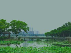 -月湖风景区
