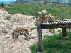 -西霞口神雕山野生动物世界