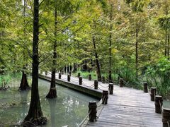 -桤木河湿地公园