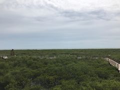 -北海金海湾红树林生态旅游区