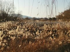 -长兴太湖图影湿地文化园