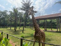 -海南热带野生动植物园