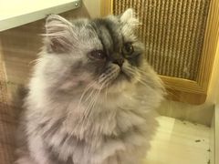 -藦茜花园宠物主题亲子互动体验馆(国顺东路店)