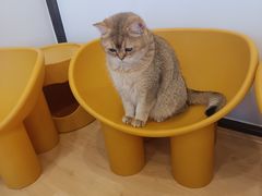 -有喵·猫咖·狗咖·30几只猫10只小狗(岗厦店)