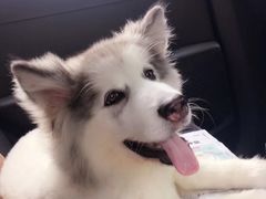 -趣玩宠物乐园寄养训犬训狗游泳池