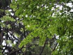 -陕西师范大学(雁塔校区)